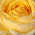 Sárga - Teahibrid rózsa - Venusic